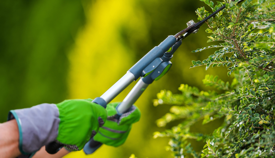 grass cutting melbourne